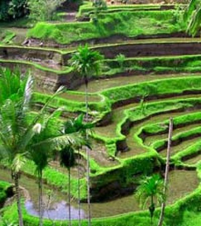 Best-Things-To-Do-In-Ubud-Bali